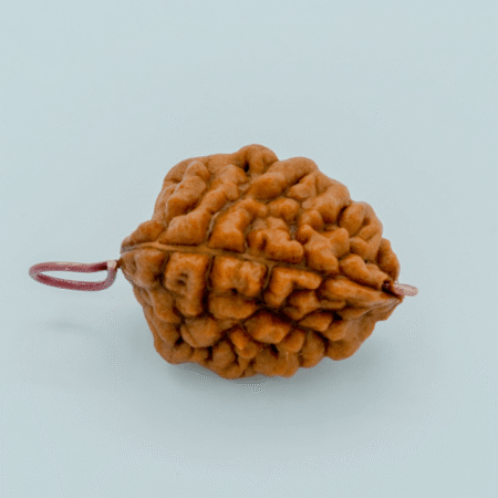 2 mukhi rudraksha