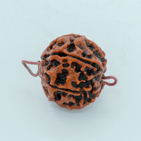 3 Mukhi Rudraksha