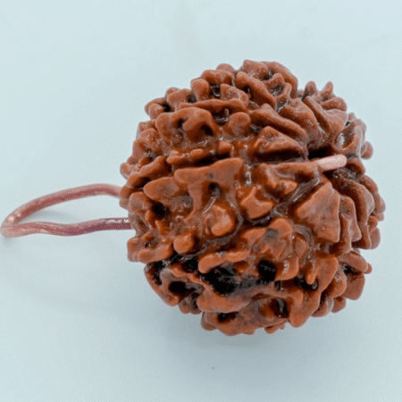 5 mukhi rudraksha