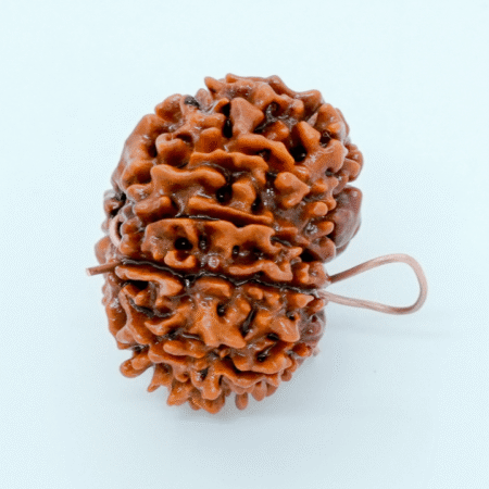 6 mukhi rudraksha