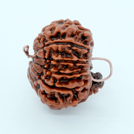 7 mukhi rudraksha